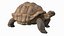Walk Pose Dirty Giant Tortoise model