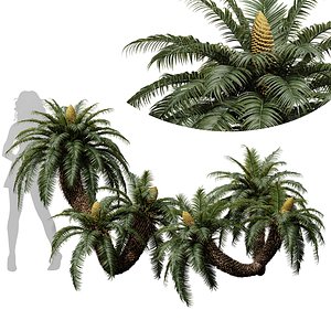 New Plant High detail Cycas Revoluta Palmfarn Fruit 3D model