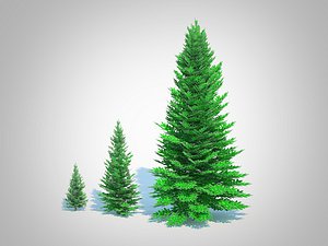 Abies fraseri- Fraser Fir