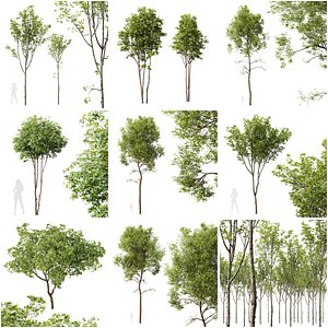 6 Different SETS of Tree SET VOL09 3D
