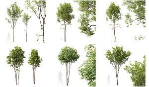 6 Different SETS of Tree SET VOL09