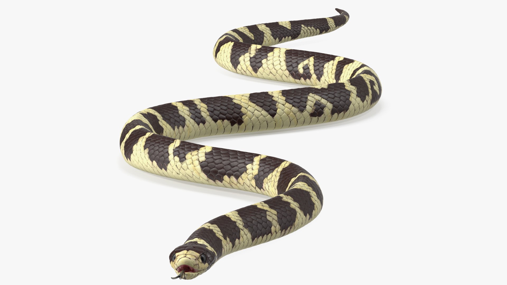 California Kingsnake 3D model preview