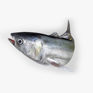 TUNA FISH Rigged L1564