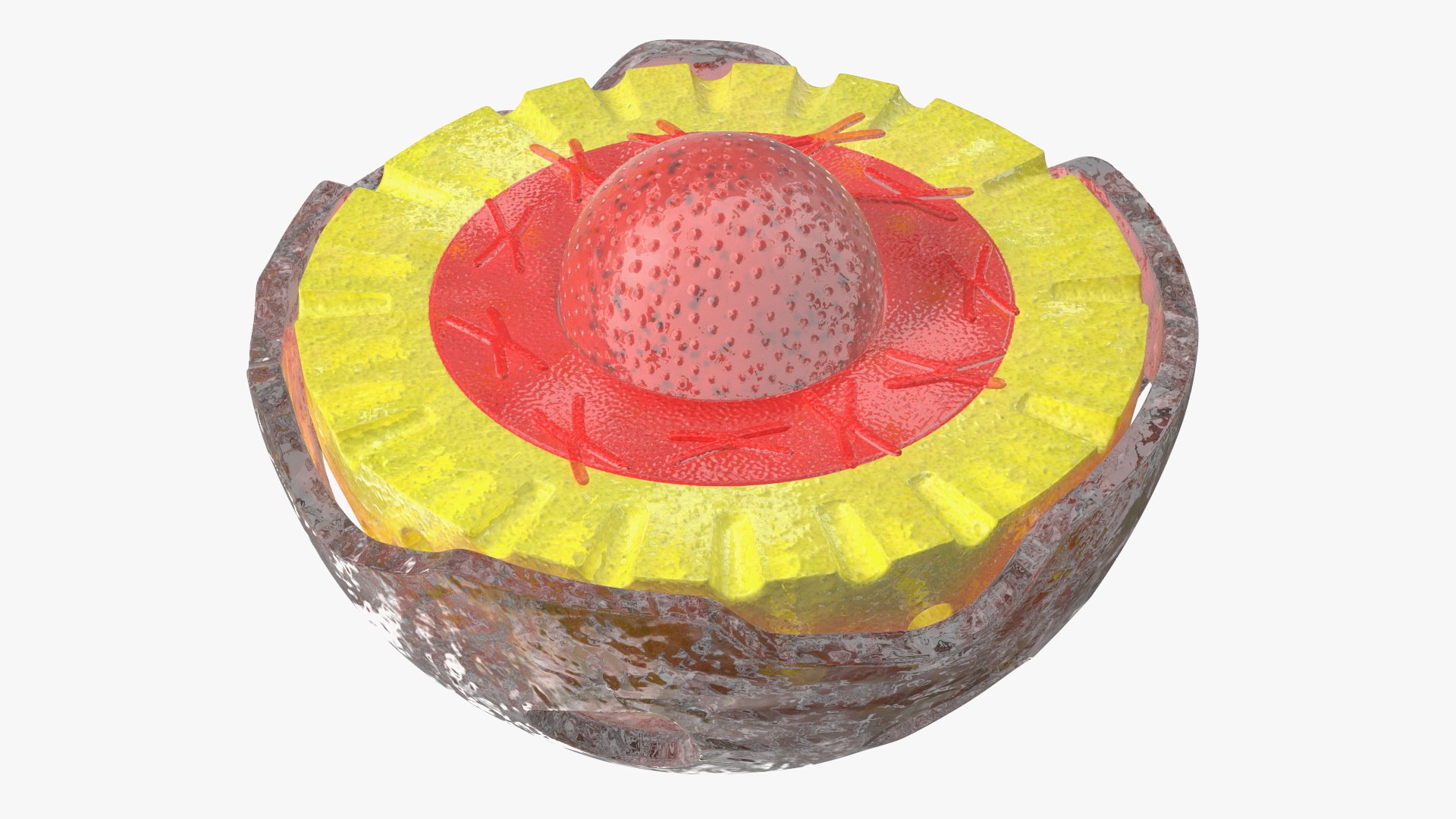3D Cross-Sectional Spermotozoa Rigged for Maya https://p.turbosquid.com/ts-thumb/yV/tuNFAI/BL/crosssectionalspermotozoariggedformayavray3dmodel022/jpg/1686019911/1920x1080/fit_q87/e5bc349daf0db3a085eff3da23158949a4509c7e/crosssectionalspermotozoariggedformayavray3dmodel022.jpg
