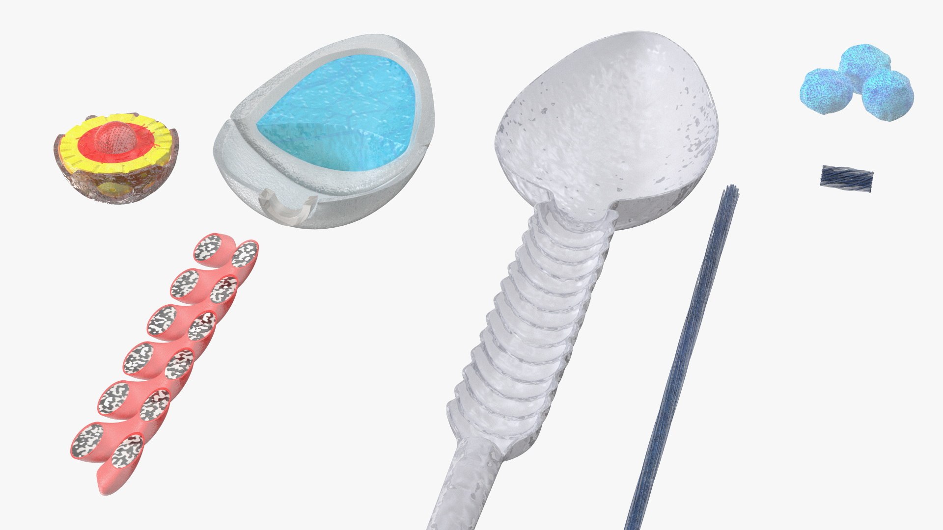 3D Cross-Sectional Spermotozoa Rigged for Maya https://p.turbosquid.com/ts-thumb/yV/tuNFAI/YW/crosssectionalspermotozoariggedformayavray3dmodel021/jpg/1686019908/1920x1080/fit_q87/8c8c8bef3292eee5efb43ef909948f99d29ebd4f/crosssectionalspermotozoariggedformayavray3dmodel021.jpg