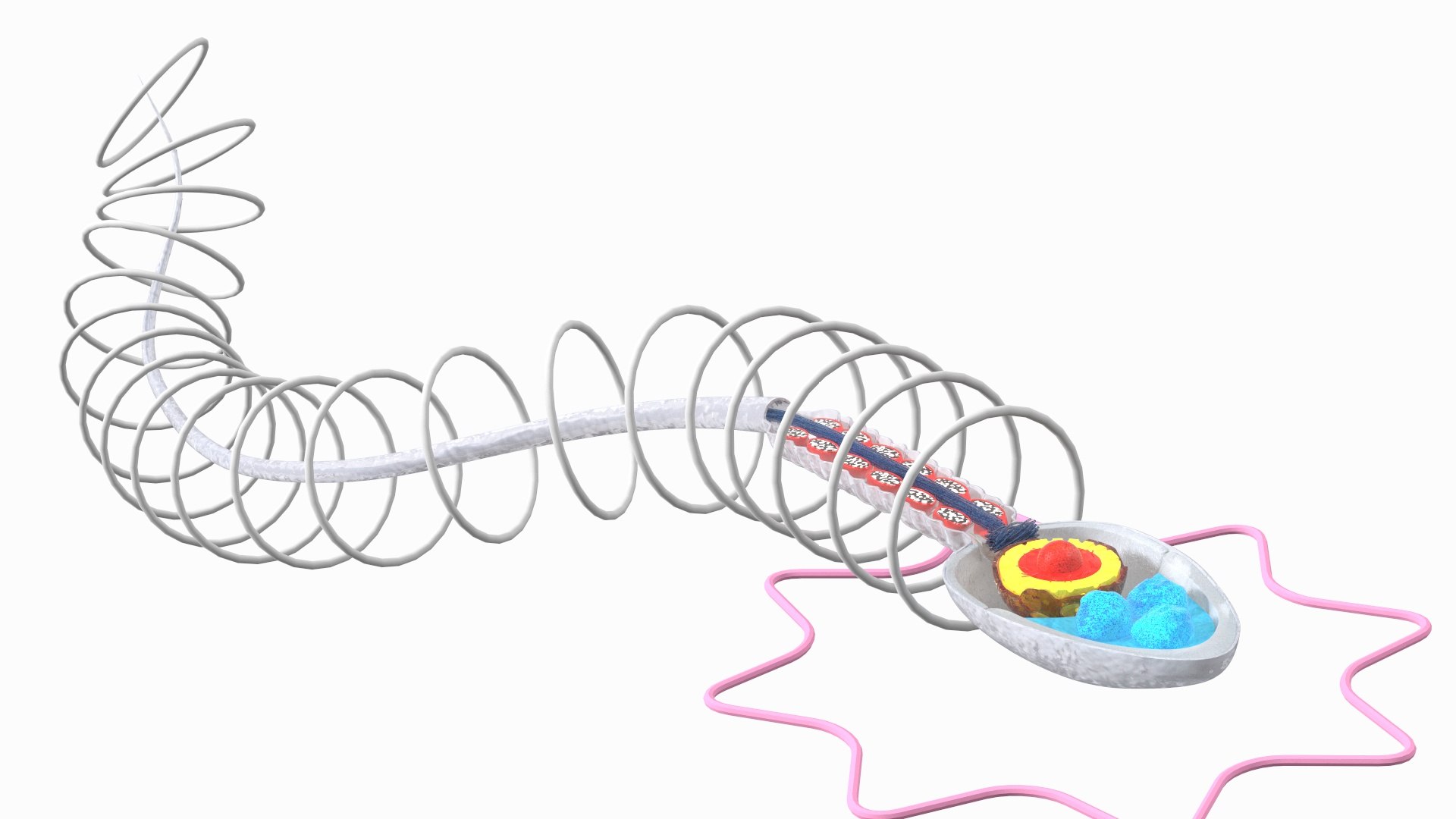 3D Cross-Sectional Spermotozoa Rigged for Maya https://p.turbosquid.com/ts-thumb/yV/tuNFAI/Yk/crosssectionalspermotozoariggedformayavray3dmodel013/jpg/1686019883/1920x1080/fit_q87/70007f7b731ae26fc38e5f2b3ffebcf42e80835f/crosssectionalspermotozoariggedformayavray3dmodel013.jpg