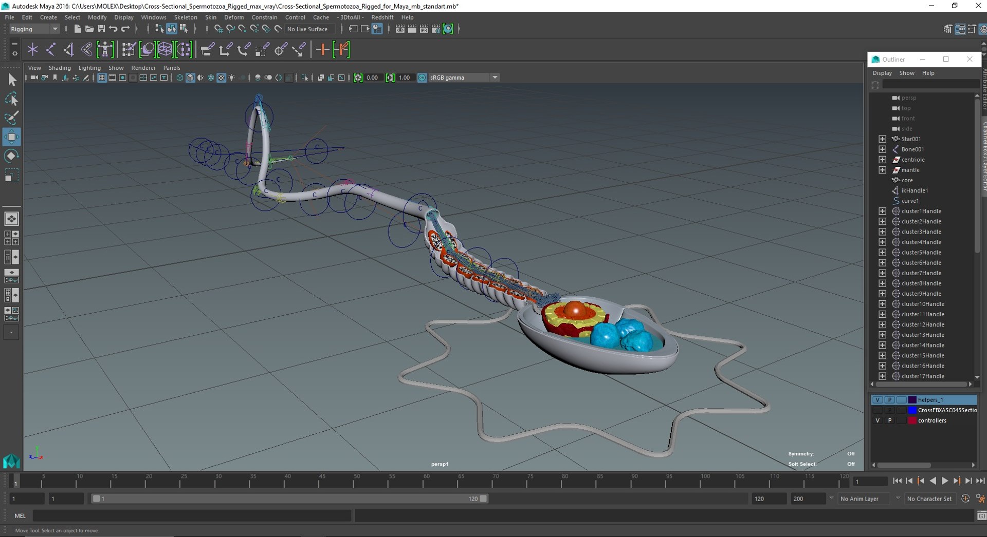 3D Cross-Sectional Spermotozoa Rigged for Maya https://p.turbosquid.com/ts-thumb/yV/tuNFAI/b6/crosssectionalspermotozoariggedformayavray3dmodel041/jpg/1686019977/1920x1080/fit_q87/c22b6224566c39535343470c8b480a111d3f8888/crosssectionalspermotozoariggedformayavray3dmodel041.jpg