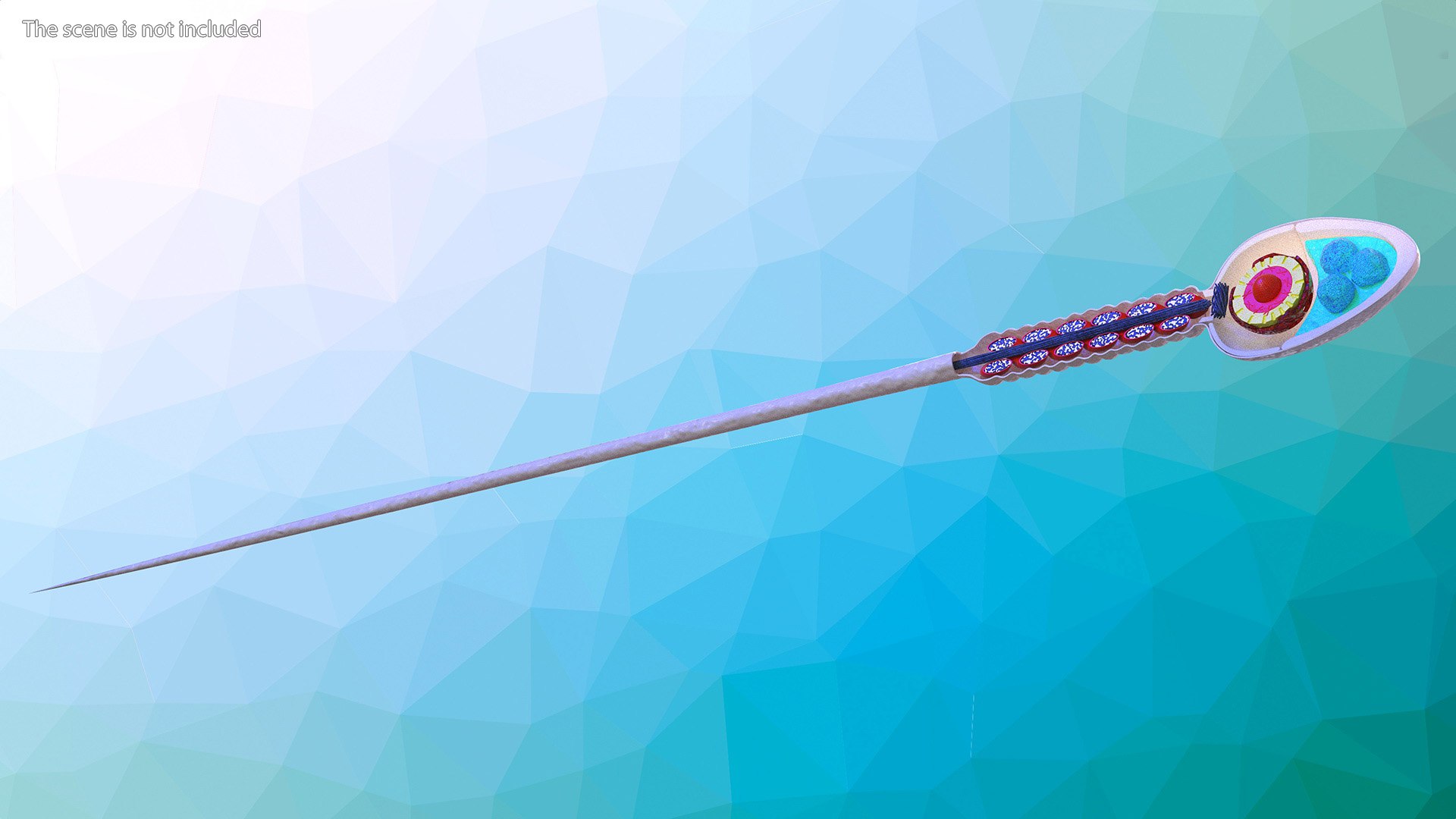 3D Cross-Sectional Spermotozoa Rigged for Maya https://p.turbosquid.com/ts-thumb/yV/tuNFAI/i1/crosssectionalspermotozoariggedformayavray3dmodel003/jpg/1686019850/1920x1080/fit_q87/6d29fd27287464565fc9ab17f03078c1da22d71e/crosssectionalspermotozoariggedformayavray3dmodel003.jpg