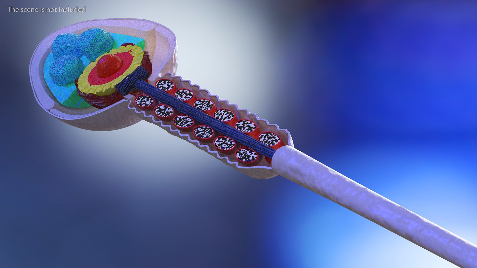 3D Cross-Sectional Spermotozoa Rigged for Maya https://p.turbosquid.com/ts-thumb/yV/tuNFAI/qU/crosssectionalspermotozoariggedformayavray3dmodel008/jpg/1686019867/1920x1080/fit_q87/df472b84c1a6a084752971c1ed279c109f333aa9/crosssectionalspermotozoariggedformayavray3dmodel008.jpg