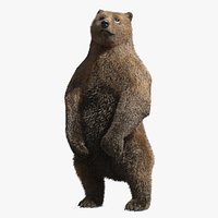 Brown Bear Alert Pose With Fur