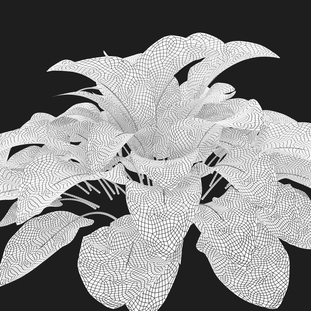 3d-plantain-lilies-turbosquid-1943964