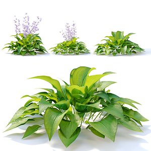 Plantain lilies