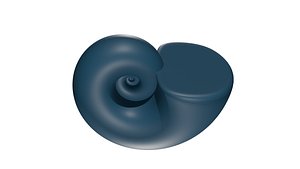 3D Ammonoid shell Paraspiticeras