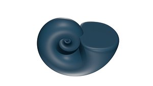 Ammonoid shell Paraspiticeras