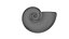 Paraspiticeras con guscio ammonoide