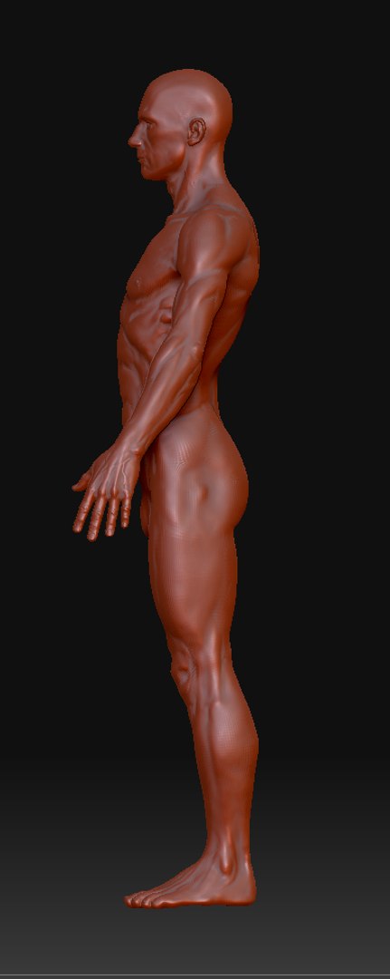 human ztl 3d model https://p.turbosquid.com/ts-thumb/yW/O4uqxW/aYByy435/12/png/1263256038/1920x1080/fit_q87/3726926c2bc97afc12e501058128e2c8e631da86/12.jpg