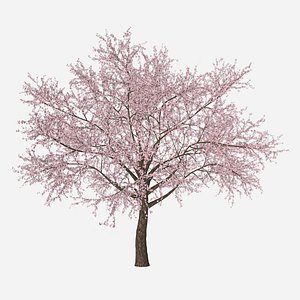 3D sakura tree