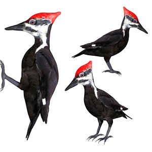 Rigged low poly woodpecker 3D model