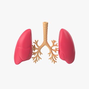 3D Lungs Stylized