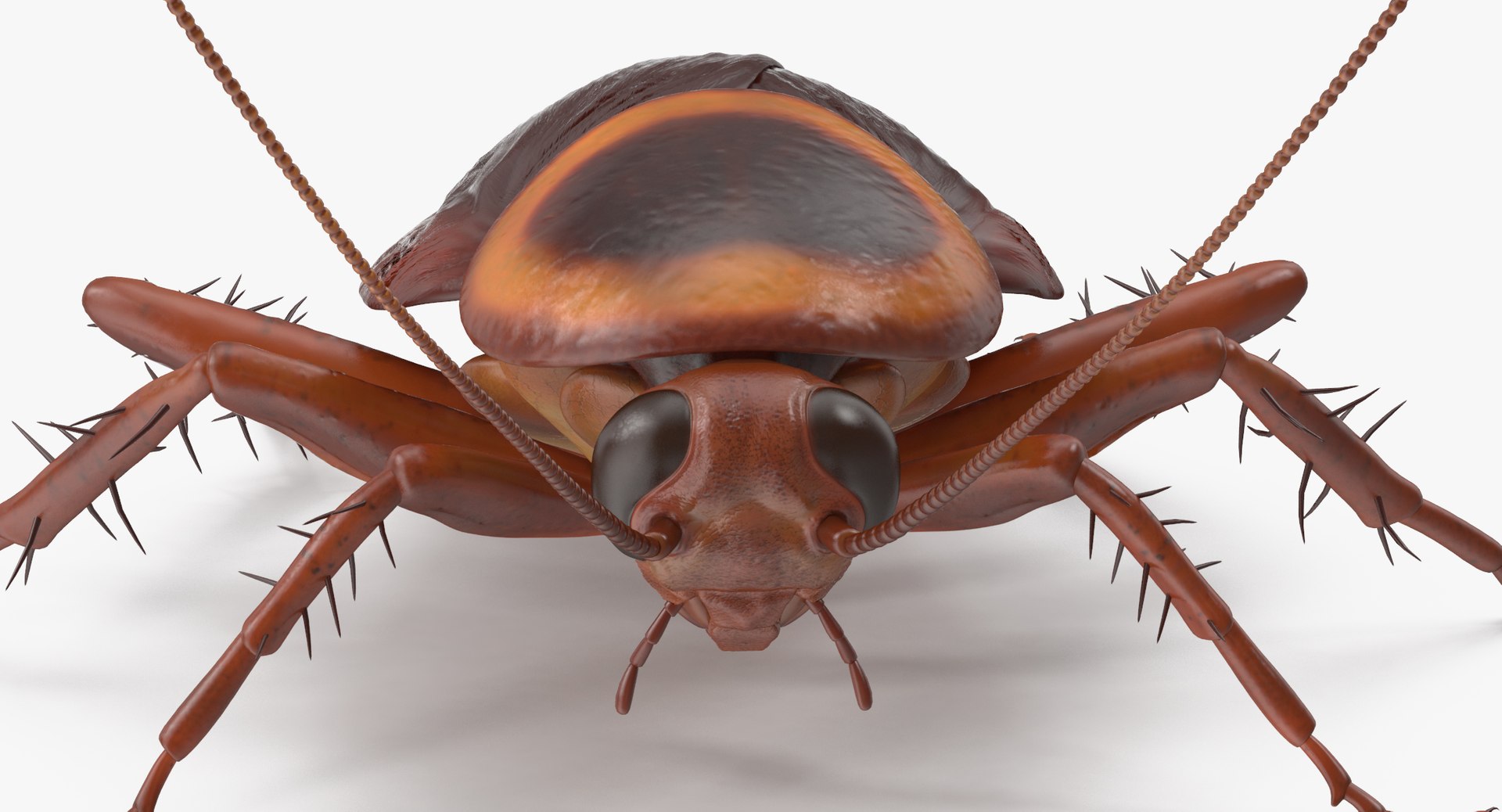 Cockroach 01 C4d