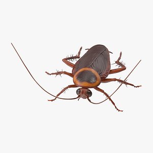 cockroach 01 c4d