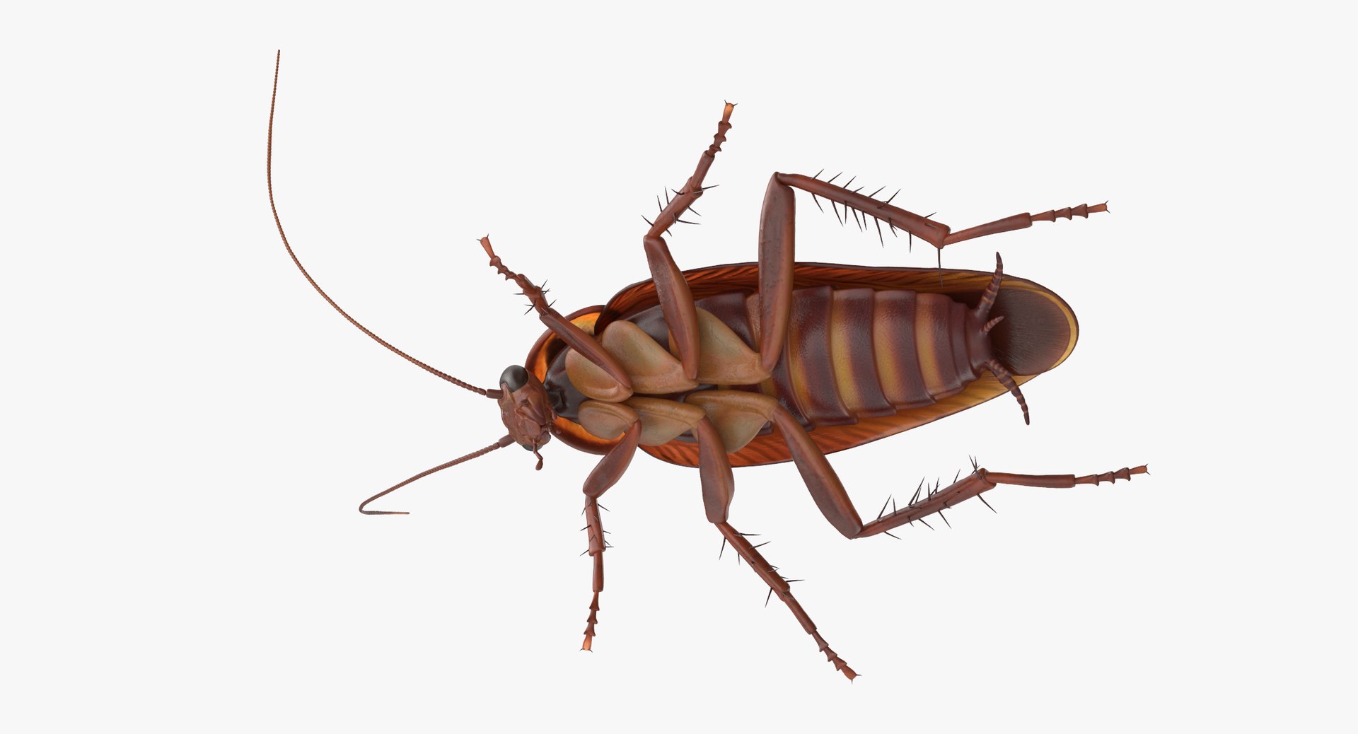 Cockroach 01 C4d