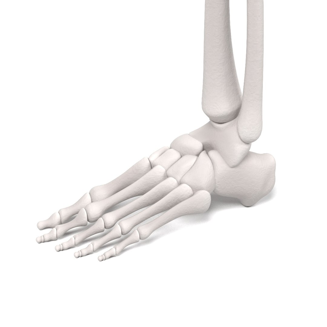 3d leg bones model