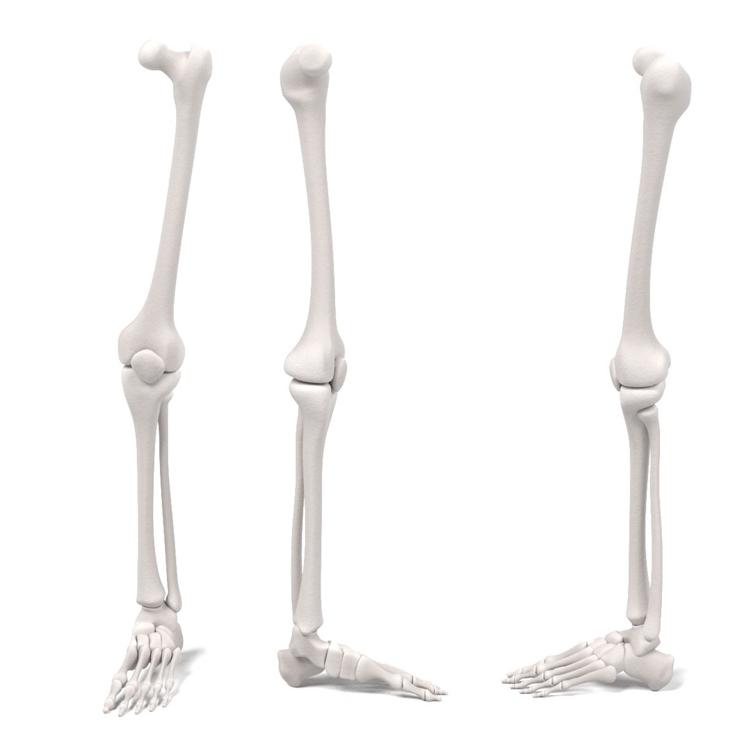 3d leg bones model