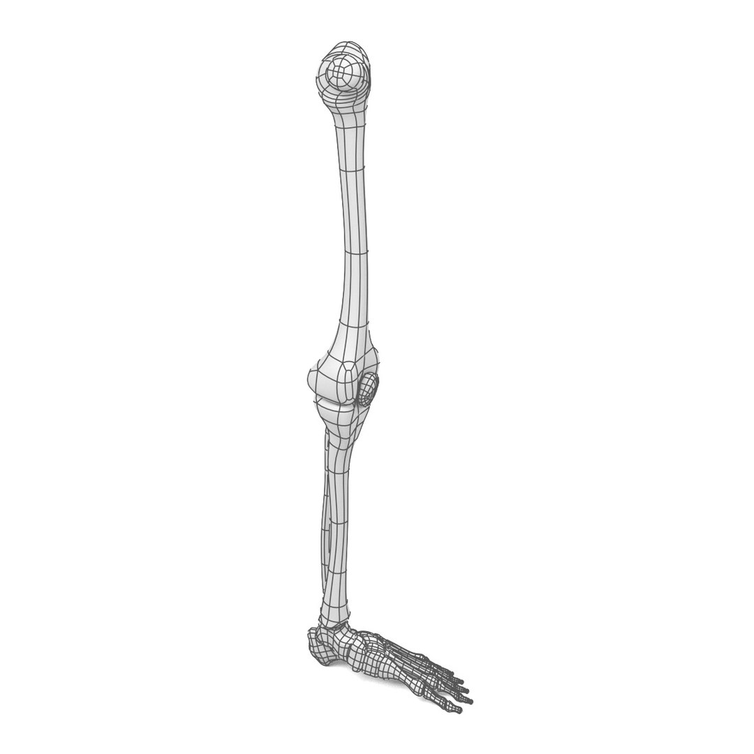 3d leg bones model