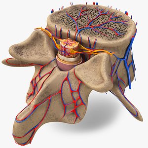 Vertebrae with Spinal Cord