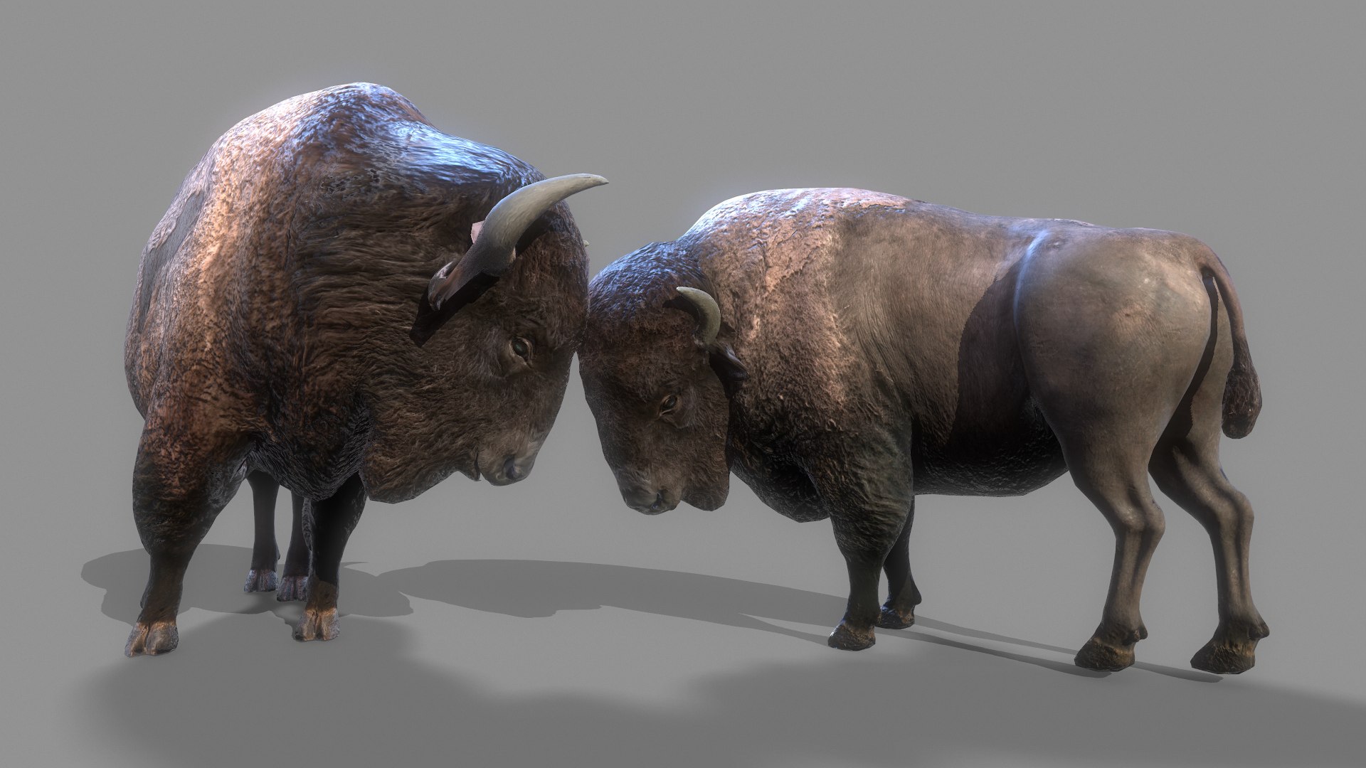 AMERICAN STEPPE BISON Low-poly 3D model 3D model https://p.turbosquid.com/ts-thumb/yX/8BDeqM/IX/screenshot009/png/1642310846/1920x1080/fit_q87/3c42f3f36204b09f55795bf368546b069acfcfec/screenshot009.jpg