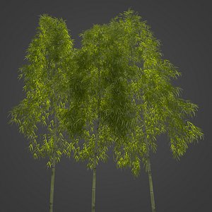 3D 2021 PBR Hachiku Bamboo Collection - Phyllostachys Nigra Henonis