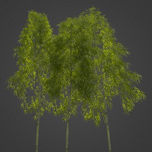 2021 PBR Hachiku Bamboo Collection - Phyllostachys Nigra Henonis