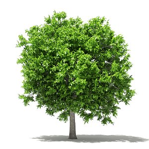 3D avocado tree 3 8m