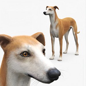 Adult Racing Greyhound Male Fawn Fur for Cinema 4D 3D model