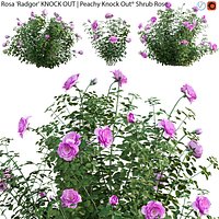 Rosa Radgor KNOCK OUT - rose 01