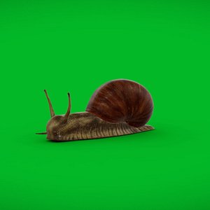 Garden Snail 3D model