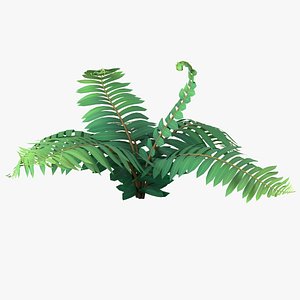 Cartoon Fern 01