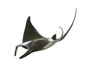 Manta Ray