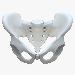 Pelvis without texture