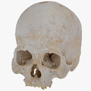 Real Human Female Skull 02 RAW Scan 3D