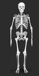 human skeleton 3d model