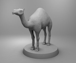 africa camel 3D