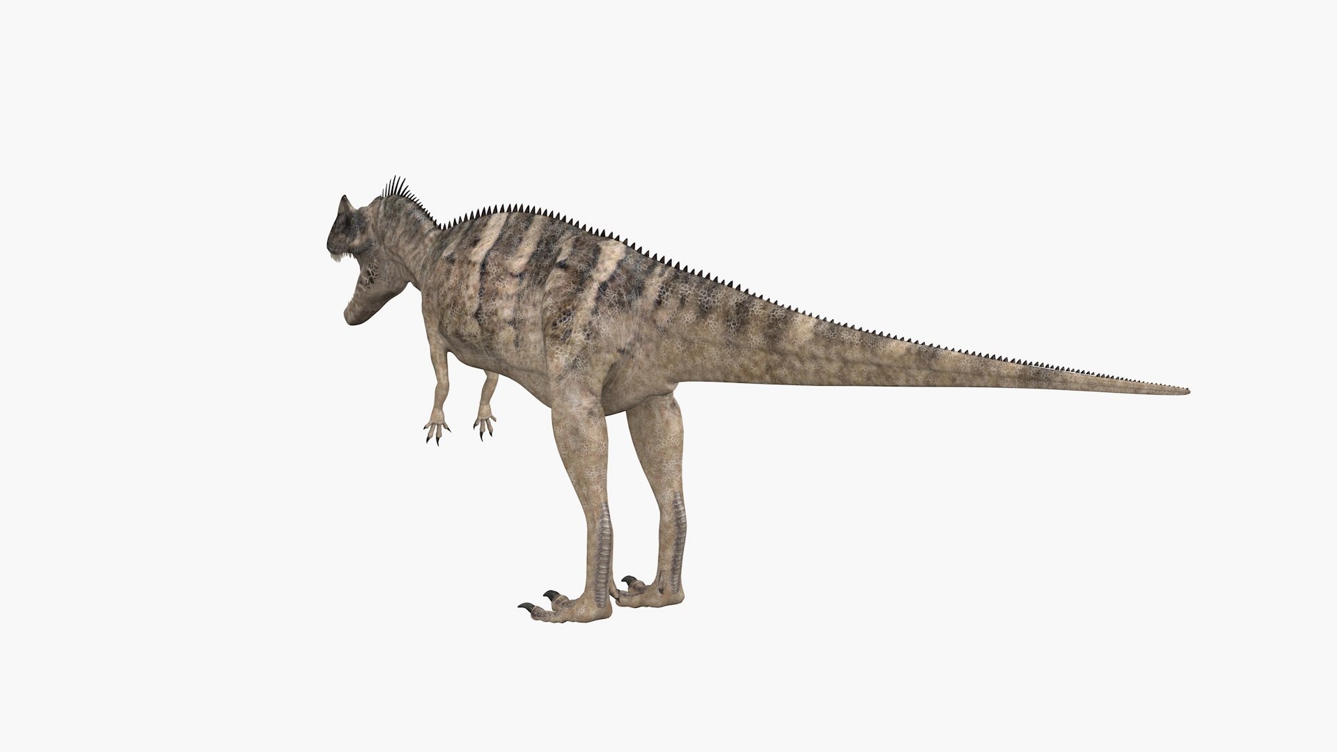 3D Model Ceratosaurus - TurboSquid 1844282