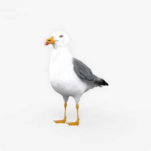gull common 3D model