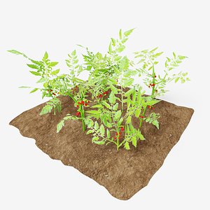 Tomato 3 growth stages