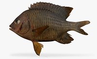 Cortez Damselfish
