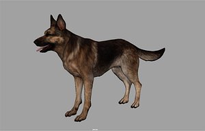 german shepherd internal 3d x