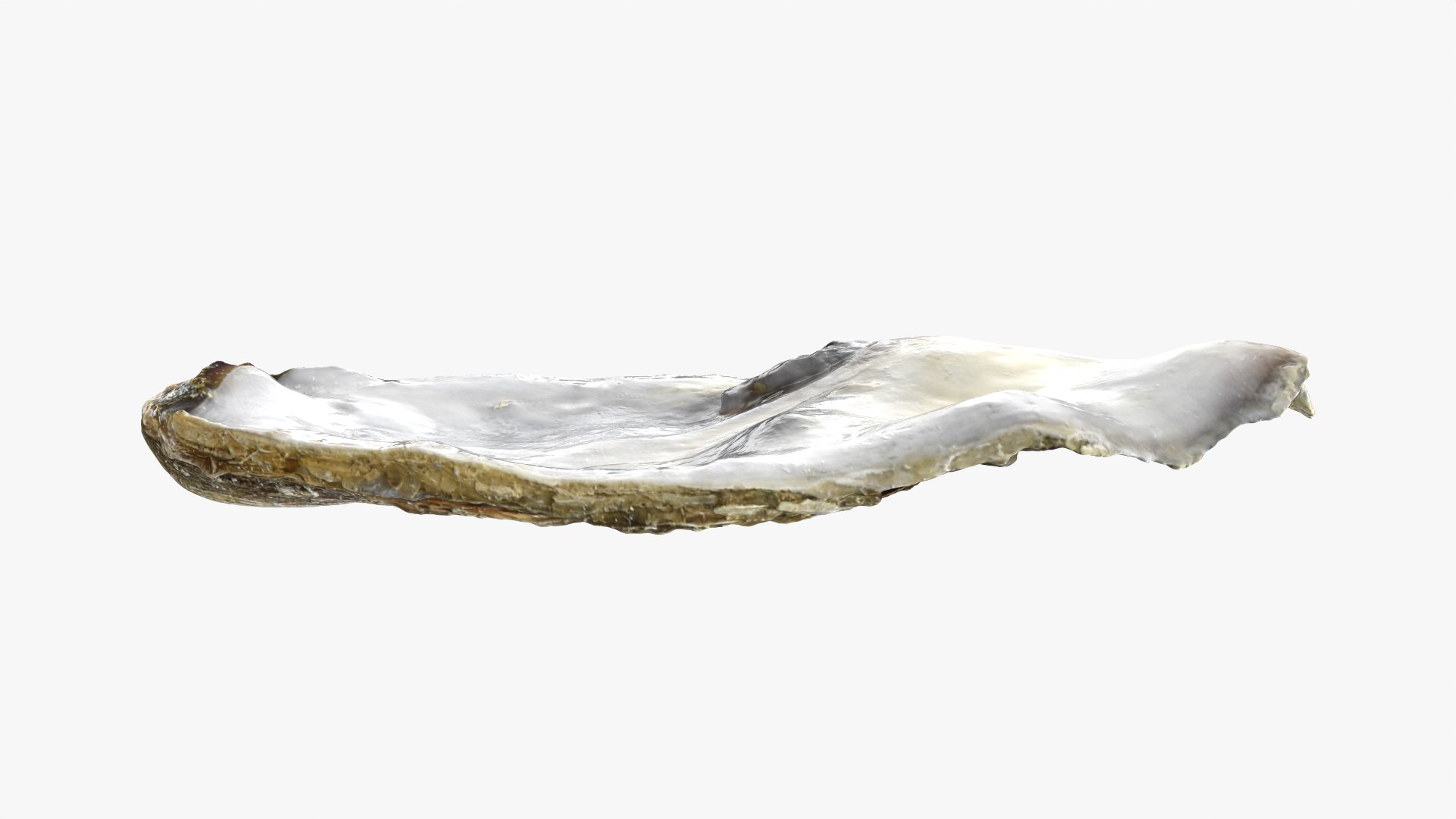 Top Half Oyster 01 3D model https://p.turbosquid.com/ts-thumb/yY/OpCg6k/76/t_halfoyster01_0003/png/1750408407/1920x1080/fit_q87/5a5d2802a35d4cc5d362f48baed08962988716e6/t_halfoyster01_0003.jpg