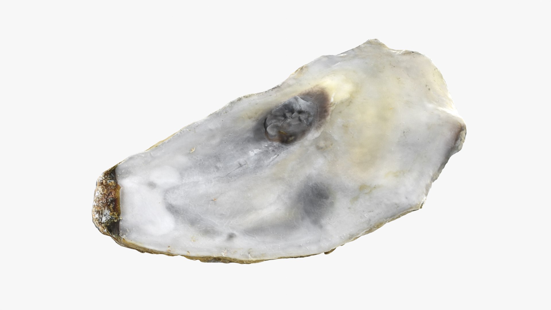 Top Half Oyster 01 3D model https://p.turbosquid.com/ts-thumb/yY/OpCg6k/Cz/t_halfoyster01_0004/png/1750408408/1920x1080/fit_q87/9fb1c152aedf65f2a46344223492dae4df49a525/t_halfoyster01_0004.jpg